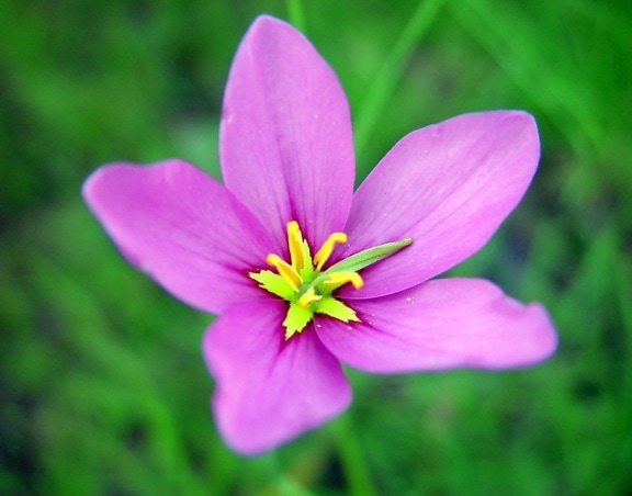 florida, native, pink flower, wetland areas