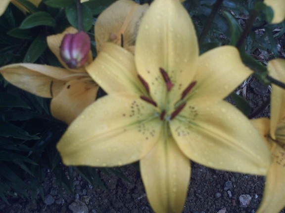 yellow flower, close