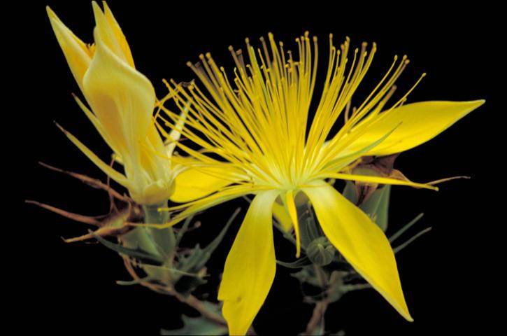 Adonis, blazingstar, flor amarilla, floración