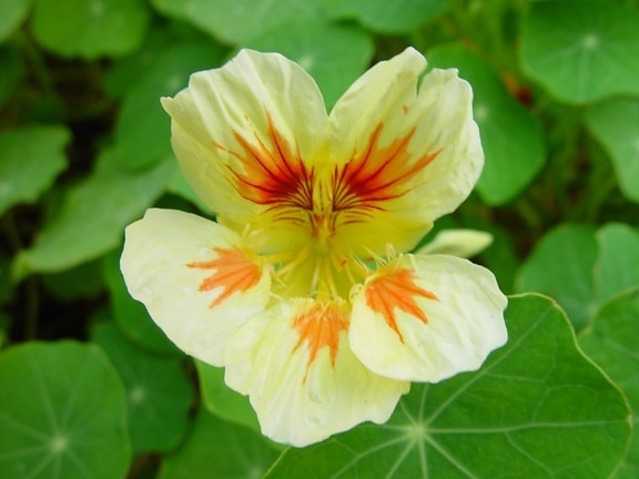 Albino, Nasturcja, kwiat