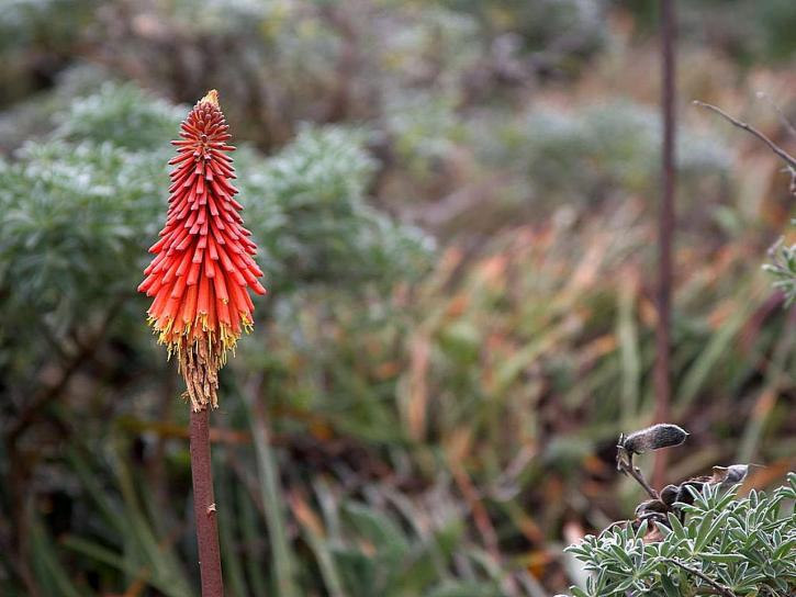 Aloe, Blume