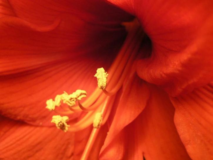 Amaryllis, bloem, stampers en macro