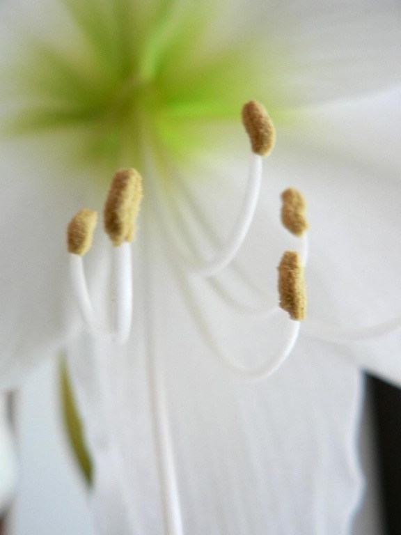 amaryllis, white flower, close