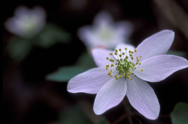 Біла квітка, пелюстки, anemone