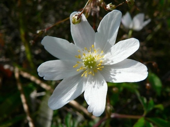træ, anemone, blomst