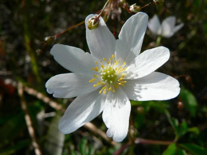legno, anemone, fiore bianco