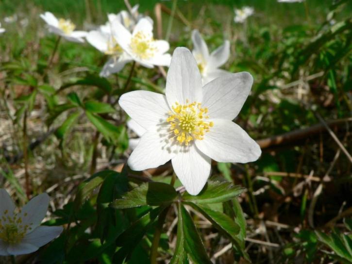 wood, anemone, several, white flowers