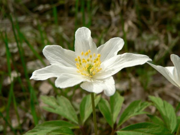 wood, anemone, stock, picture