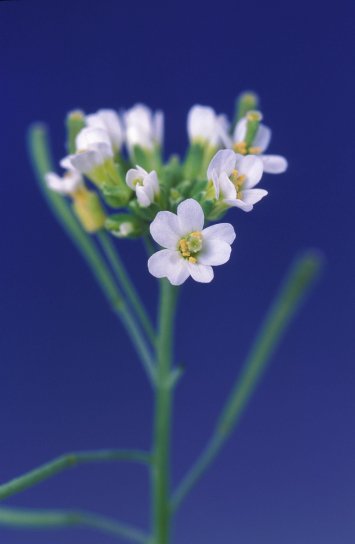 Arabidopsis thalianan, kukka