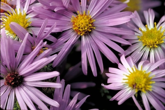 aromatic, aster