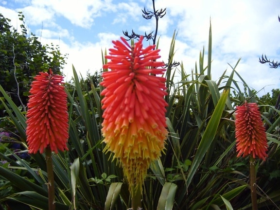 オーストラリアの花