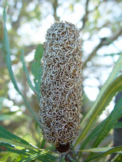 Banksia frø pods, flora, tropiske