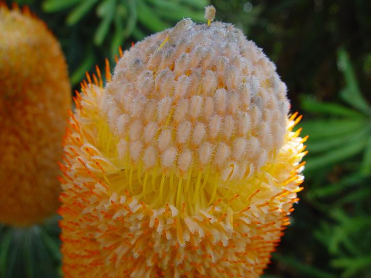 Banksia, virág, up-close, banksia, serrata