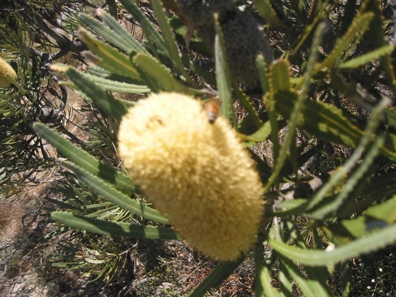 Banksia, növény