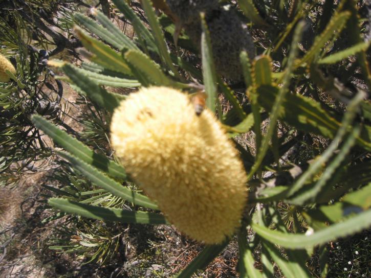 Banksia, bitki
