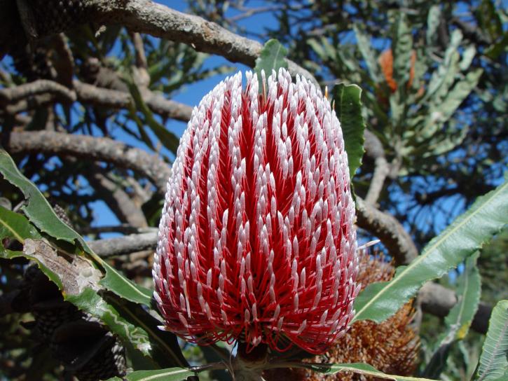 flower, banksia
