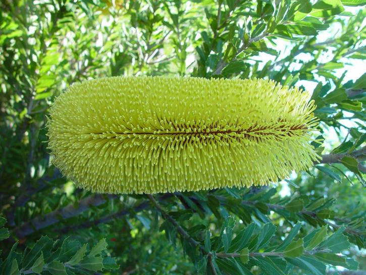 yellow, banksia, flower