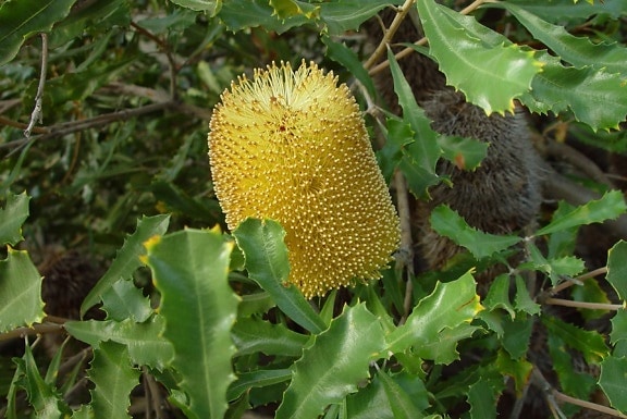 jaune, banksia, fleurs