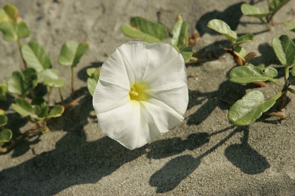 สวย ชายหาด ดอกไม้ บูลส์ เนินทราย เกาะ