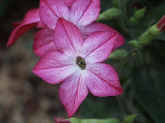beautiful, pink flower, close