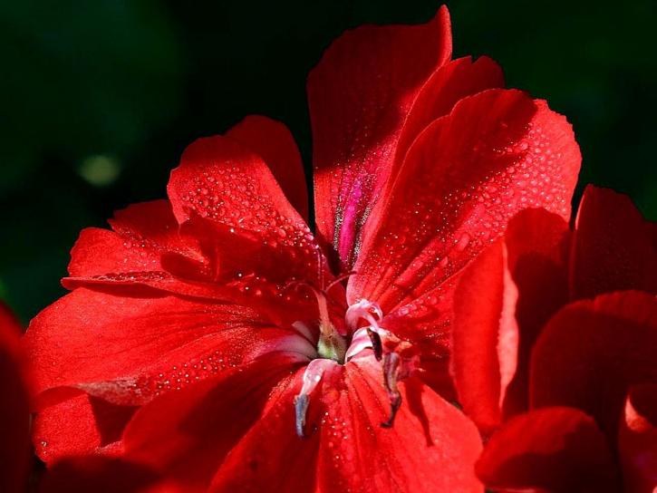 美丽的, 红色的花, 巴尔博亚, 公园