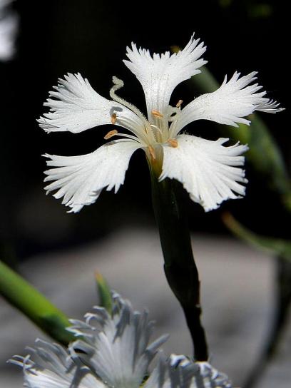 krásny, biely kvet