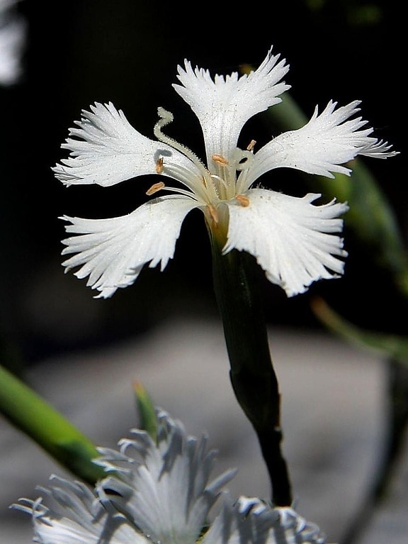 hermoso, flor blanca