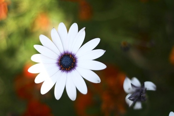 belle, fleur blanche, jardin
