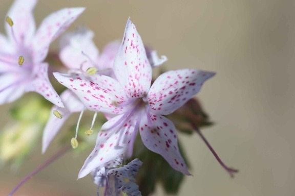 beautiful, white flower, pink, little, spots