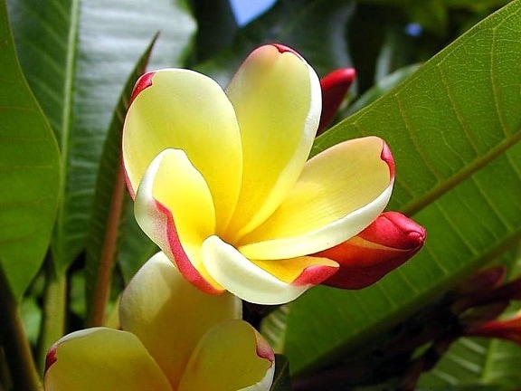 όμορφη, κίτρινο λουλούδι