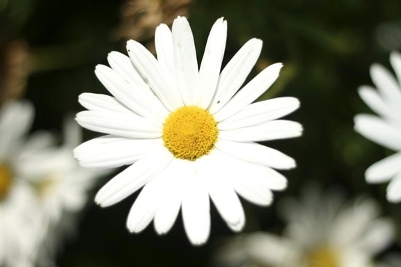 store, hvite blomster, detaljer, foto
