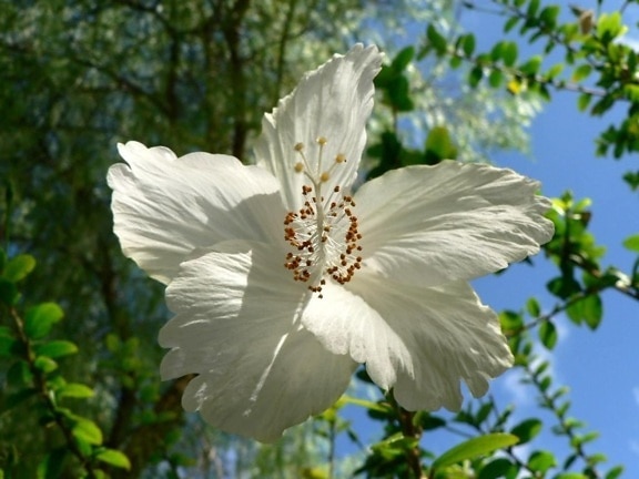 grande, blanco, árbol, flor