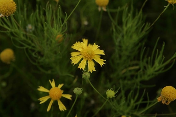 πικρή, sneezeweed, κιτρινωπό, λουλούδια