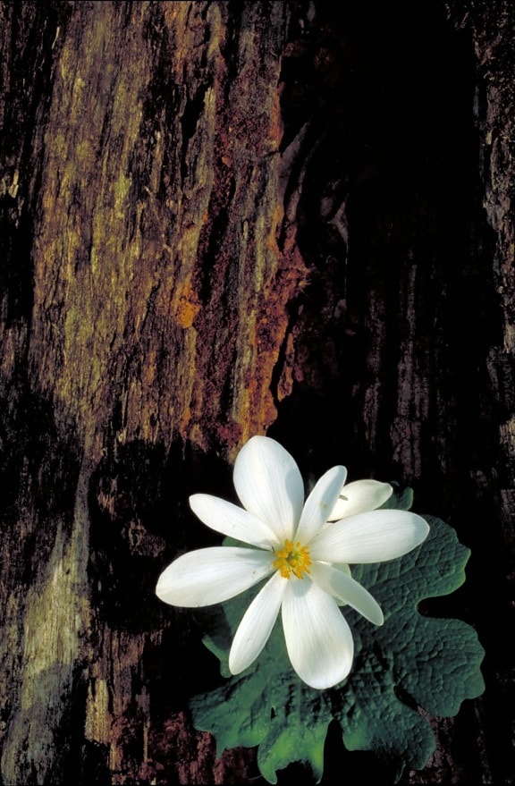 bloodroot, white flower, wood