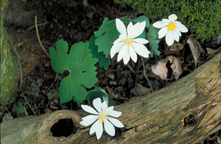Bloodroot, selvageria, flores