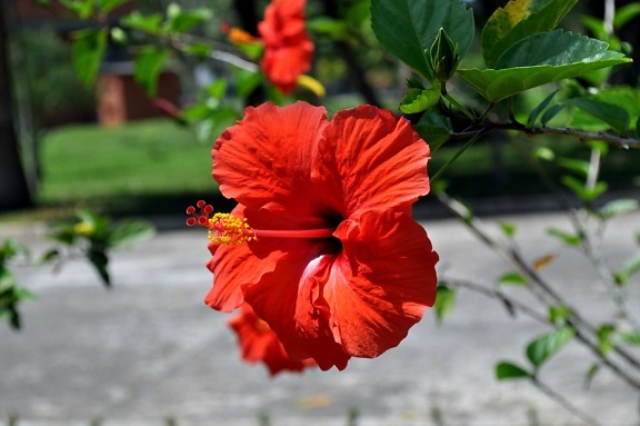 blooming, orange, red flower, close