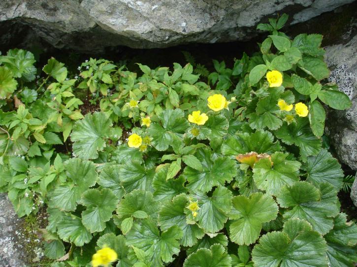 blooming, spreading, avens, flowers