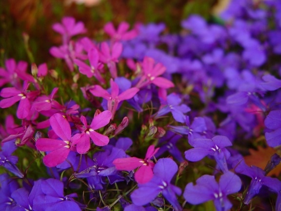 blue, purple flowers, unfocused, purple flowers