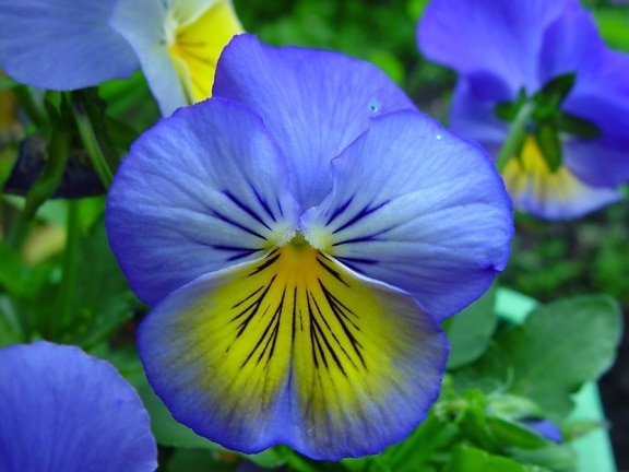 blue, yellow flowers