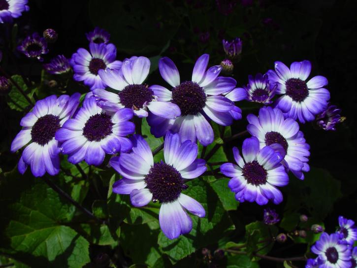 blaue Blumen, Joondalup