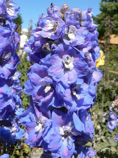 蓝色, 春天, 花