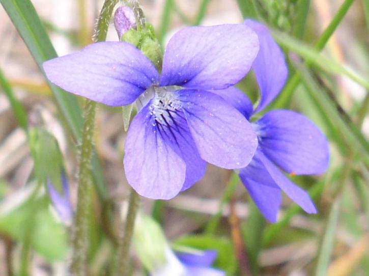 blue, violet, flower