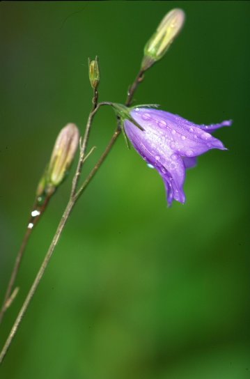 bluebell, flower
