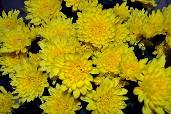 bouquet, yellow flowers