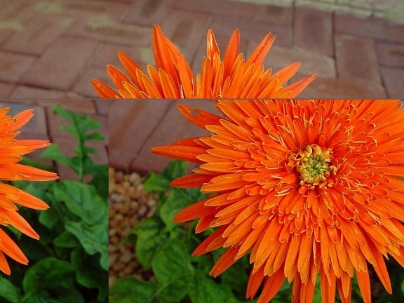flor brilhante, laranja