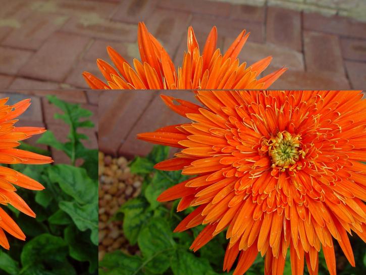 明るい、オレンジ色の花