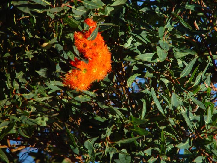de color naranja brillante, goma, flor