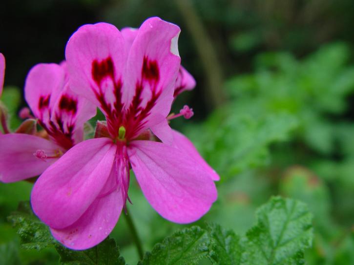 bright pink, native, blossom, flower