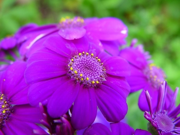 鲜艳的紫色花朵