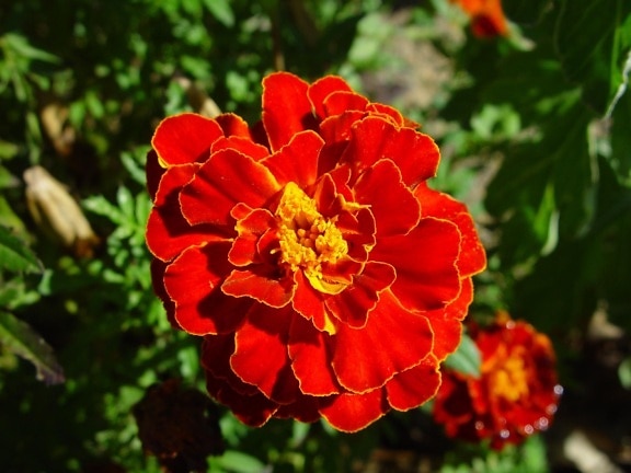 bright red, marigold, calrkson, western Australia